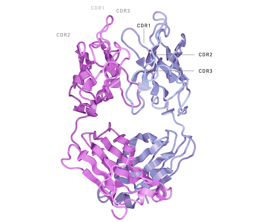 Antibody Optimization