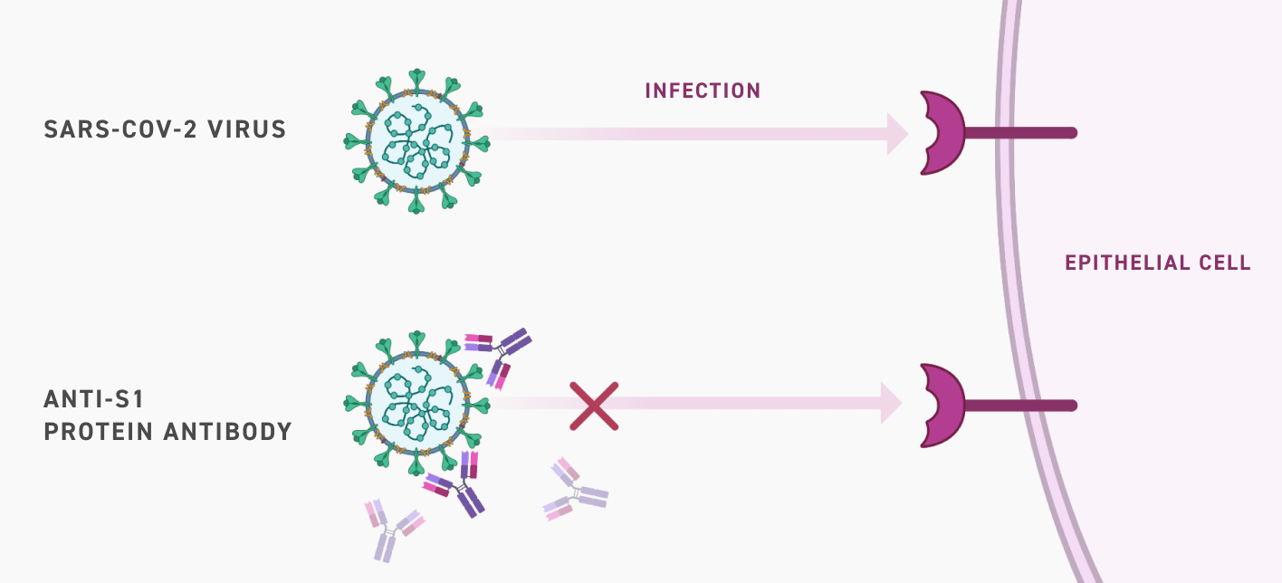 Twist CoV Antibody MOA